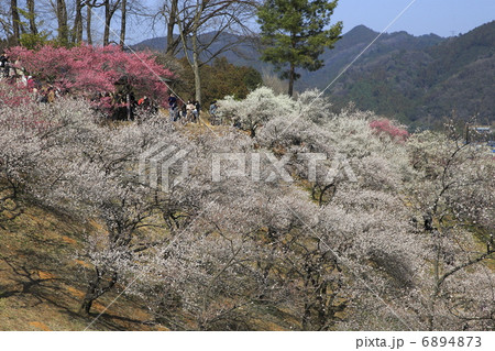 吉野梅郷 6894873