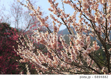 吉野梅郷 6894882