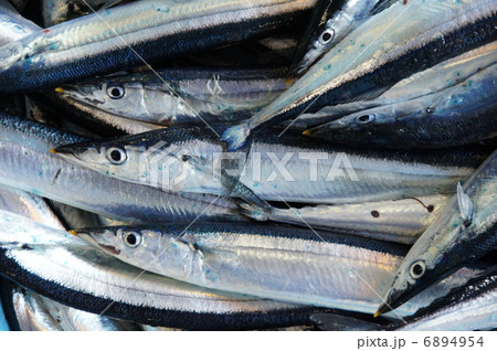 サンマの水揚げ 6894954