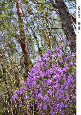 ミツバツツジ 6895091