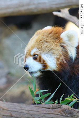 パンダ レッサーパンダ 動物 笑顔 元気 子供 家族 介護 仲間 動物園 やる気 空腹 恋愛 一途の写真素材