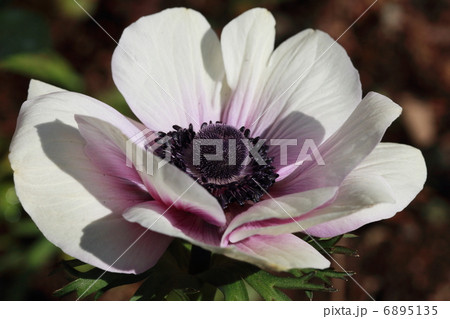 アネモネ 6895135