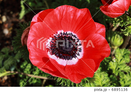 アネモネ 6895136