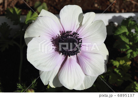 アネモネ アネモネ 6895137