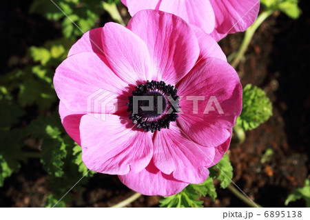 アネモネ 6895138