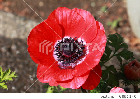 アネモネ 6895140