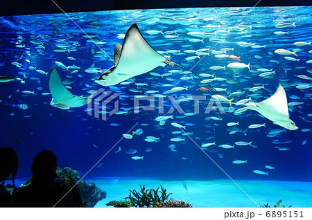 エイ Ray ナンヨウマンタ マンタ 海 家族 子供 ビジネス 恋愛 丸の内 東京 熱帯魚 愛 の写真素材