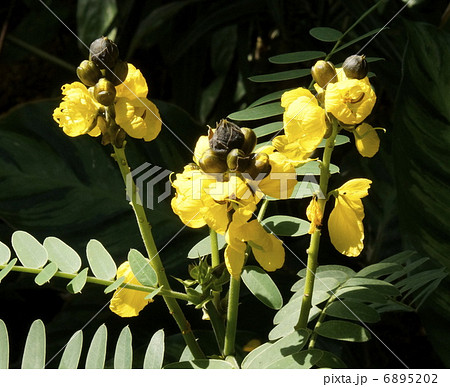 コヤシセンナ　花 6895202