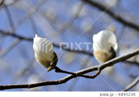 ハクモクレン（白木蓮） 6895230