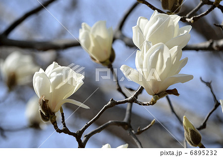 ハクモクレン(白木蓮) ハクモクレン(白木蓮) 6895232