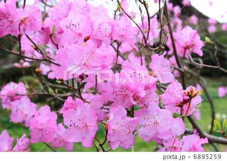 秩父宮記念公園　玄海躑躅－御殿場東田中にて 6895259