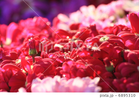 サイネリア 6895310