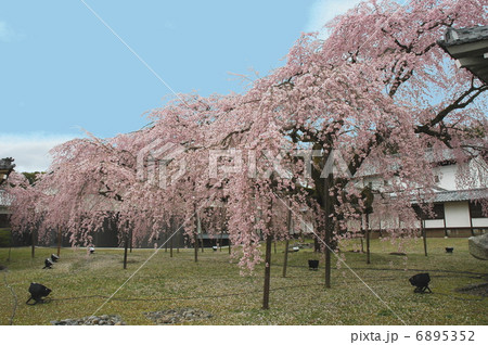 醍醐寺のしだれ桜 斜めから 醍醐寺のしだれ桜 斜めから 6895352