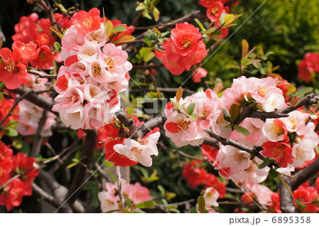 満開のボケの花　斑入り　 6895358