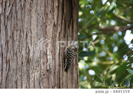 郊外のコゲラ 郊外のコゲラ 6895359