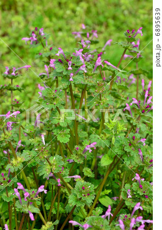 植物・ホトケノザ　シソ科 6895639