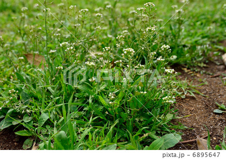 植物・ナズナ アブラナ科 植物・ナズナ アブラナ科 6895647