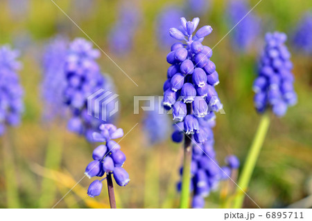 ムスカリ 6895711