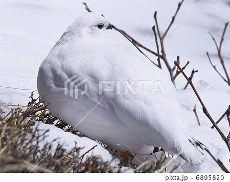 ライチョウ 6895820