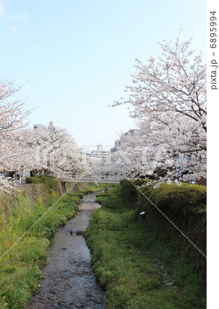 桜 6895994