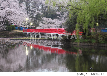 桜咲く岩槻城址公園 6896013