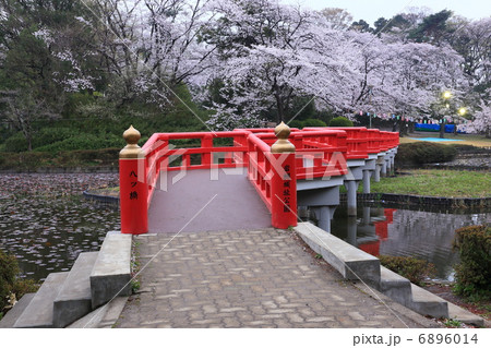 桜咲く岩槻城址公園 6896014