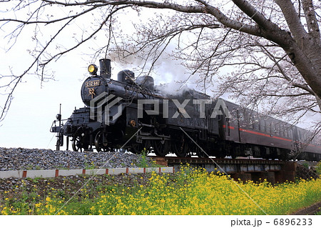 菜の花畑を疾走する真岡鉄道C12 菜の花畑を疾走する真岡鉄道C12 6896233