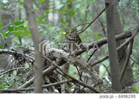 トラツグミ トラツグミ 6896290