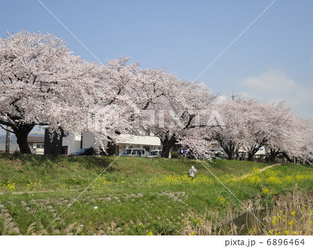 桜　 6896464