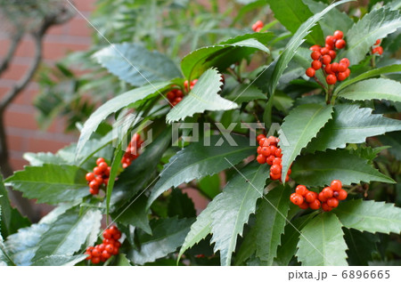 センリョウ 6896665