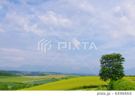 大高原の北海道 6896668