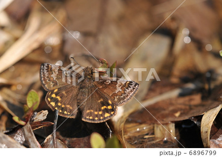 春の妖精　～ミヤマセセリ～ 6896799