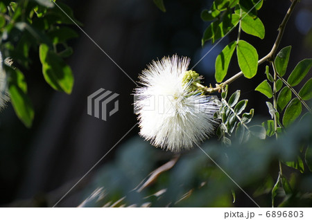 カリアンドラ・ハエマトケファラ 白花 カリアンドラ・ハエマトケファラ 白花 6896803