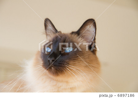 夢を見る猫 (シャム) 夢を見る猫 (シャム) 6897186
