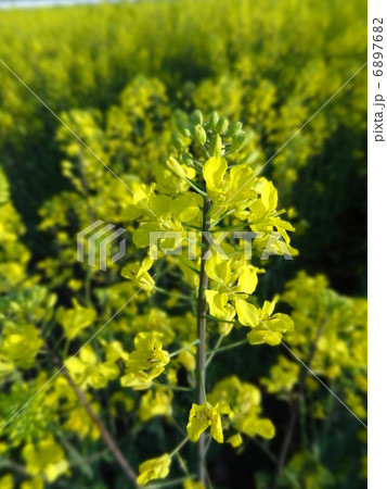 菜の花 菜の花 6897682