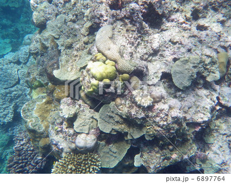 サンゴ礁 6897764