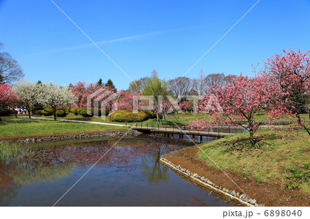 古河総合公園 浄円坊の池と花桃-古河鴻巣にて 古河総合公園 浄円坊の池と花桃-古河鴻巣にて 6898040