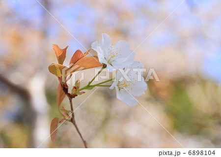 四万十川の山桜 6898104