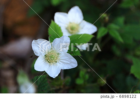 四万十川に咲くのいばら 6898122