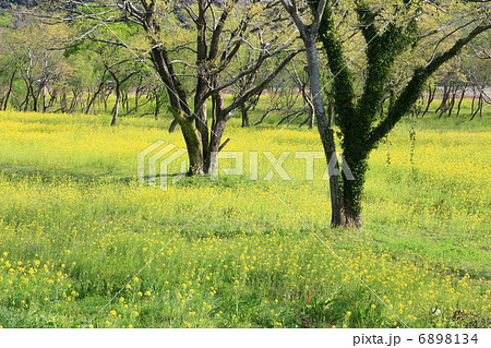 四万十川の菜の花 四万十川の菜の花 6898134