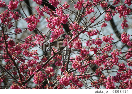 カンヒザクラ（寒緋桜）＆ヒヨドリ 6898414