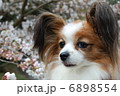 パピヨン 6898554