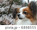 パピヨン 6898555