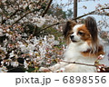 パピヨン 6898556