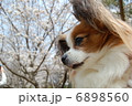 パピヨン 6898560