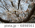 桜 6898561
