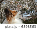 パピヨン 6898563