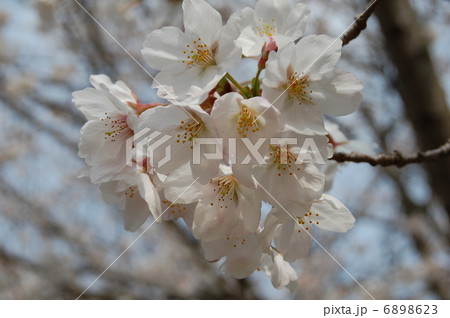 桜 6898623