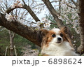 パピヨン 6898624