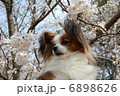 パピヨン 6898626